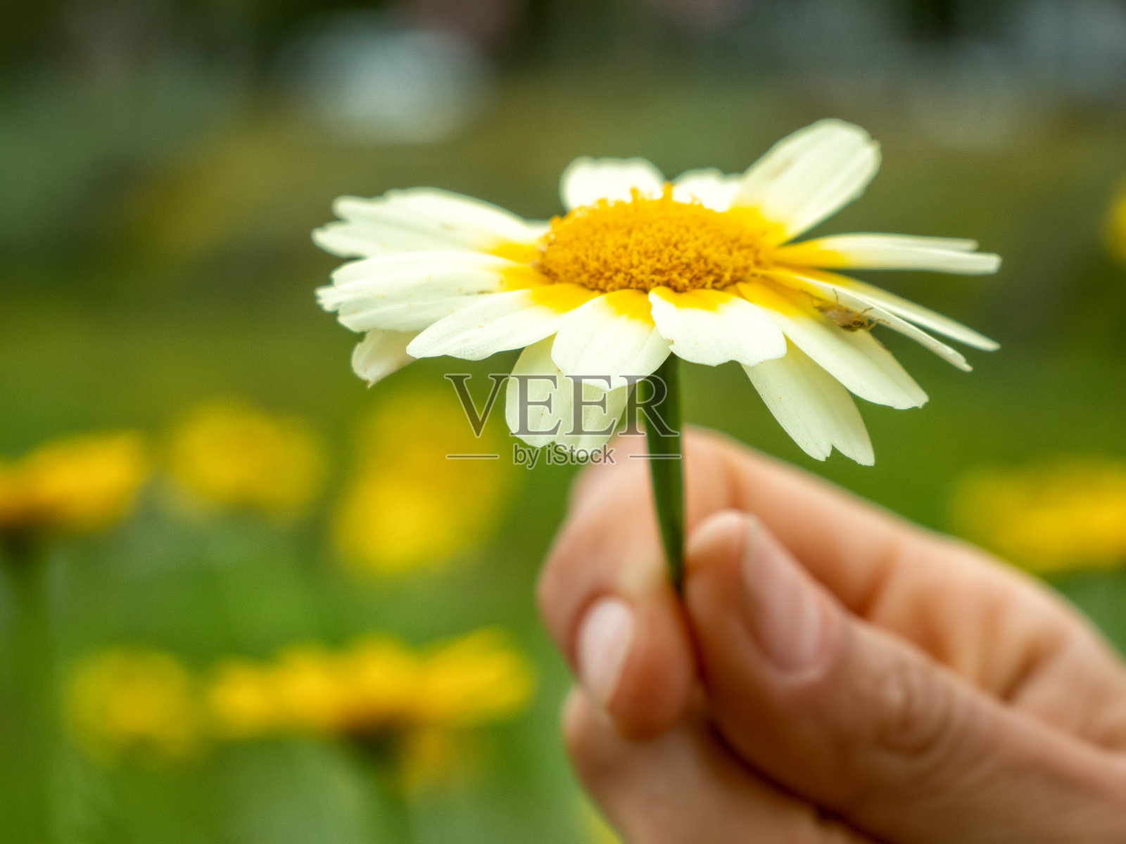 一朵洋甘菊花在女人的手中照片摄影图片