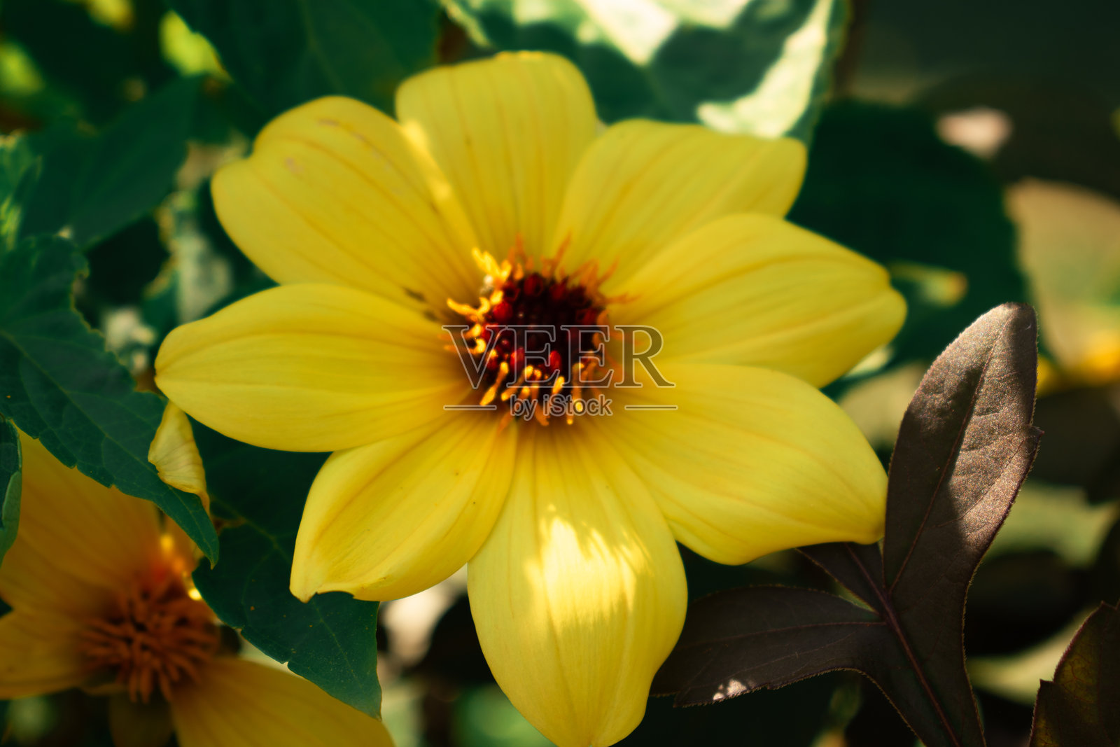 夏日拥抱：一对沐浴在阳光下的黄色花朵。照片摄影图片
