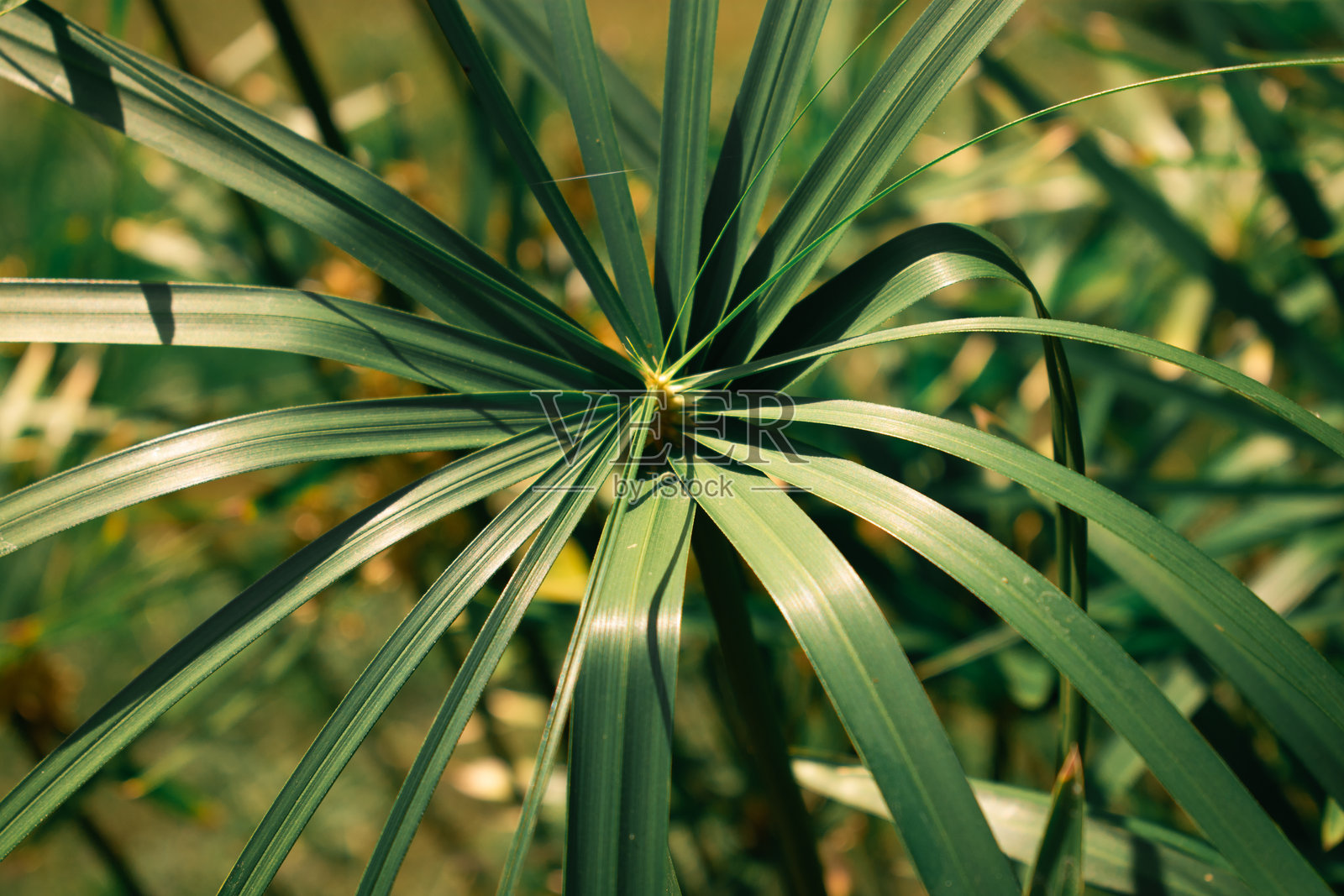 丰盈的光辉：阳光普照的纸莎草植物星光绽放。照片摄影图片