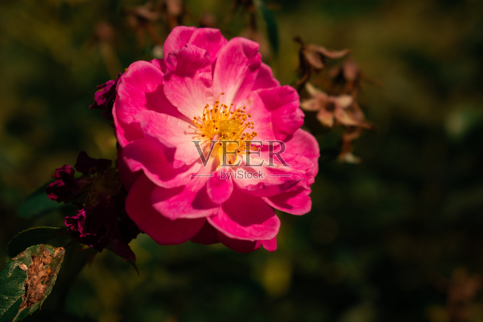 被囚禁的目光：一只山羊温柔地望向篱笆外照片摄影图片