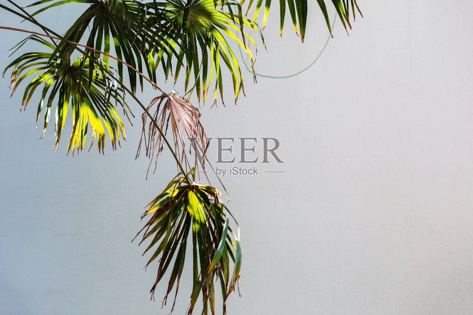 白墙背景上的棕榈叶。留白空间。照片摄影图片