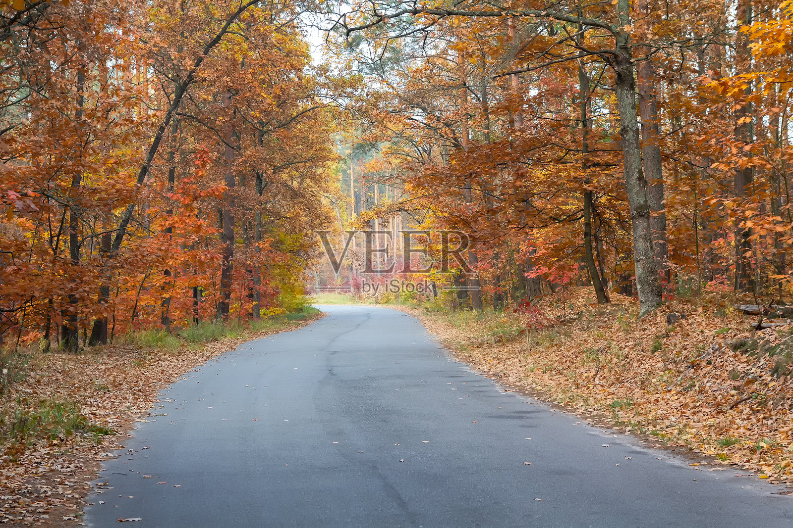 秋季森林中的沥青道路照片摄影图片