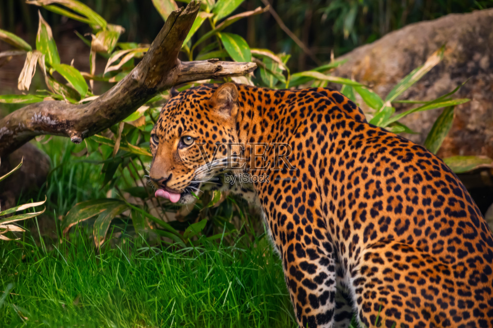 印度尼西亚爪哇岛的雄性爪哇豹（Panthera pardus melas）。照片摄影图片
