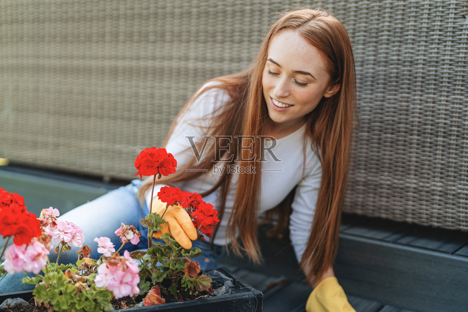 园艺爱好者在阳光明媚的春初下午照料屋顶花园中绚丽的花朵照片摄影图片