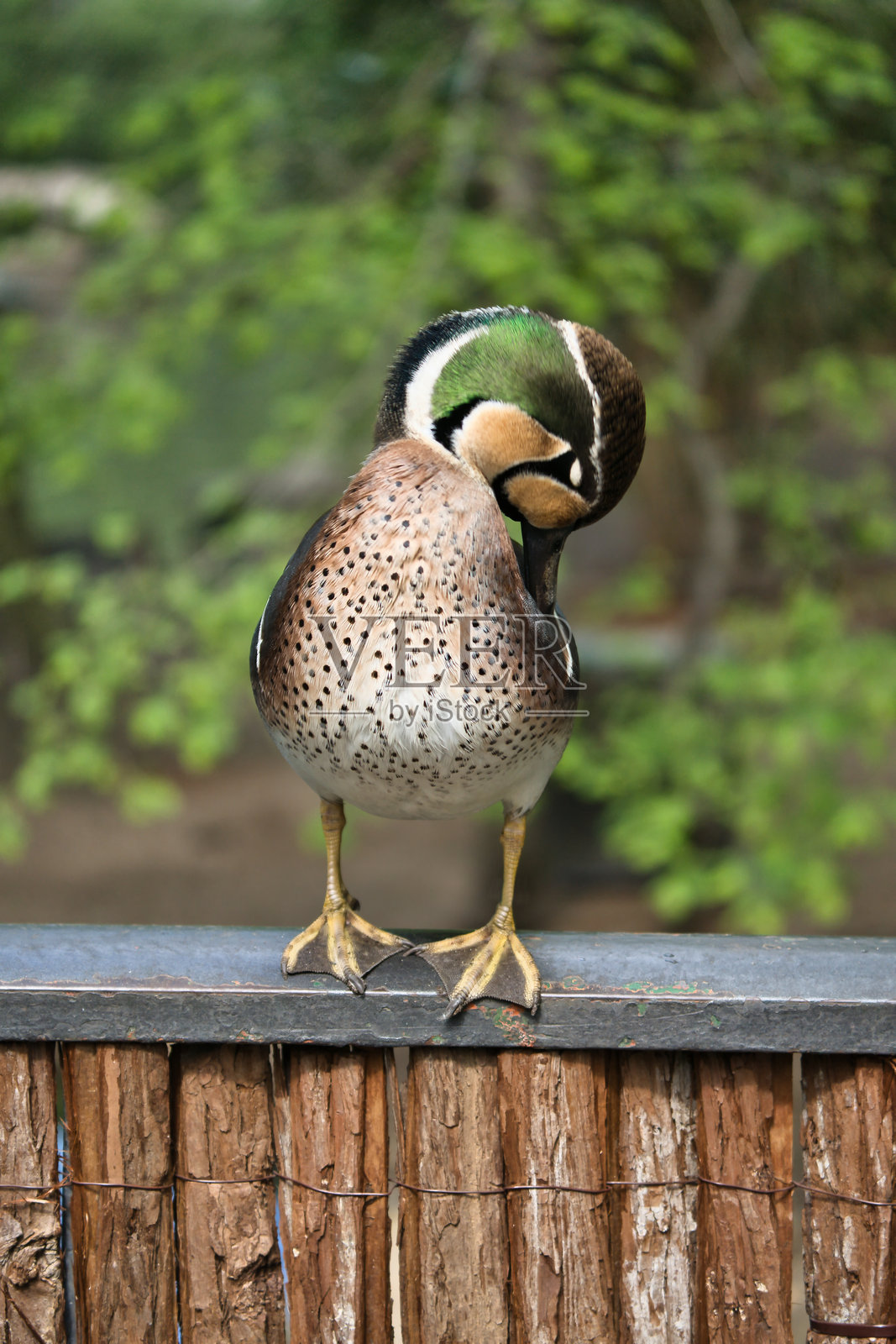 一只色彩斑斓的母鸭站在栅栏上，侧着头。鸟类照片照片摄影图片