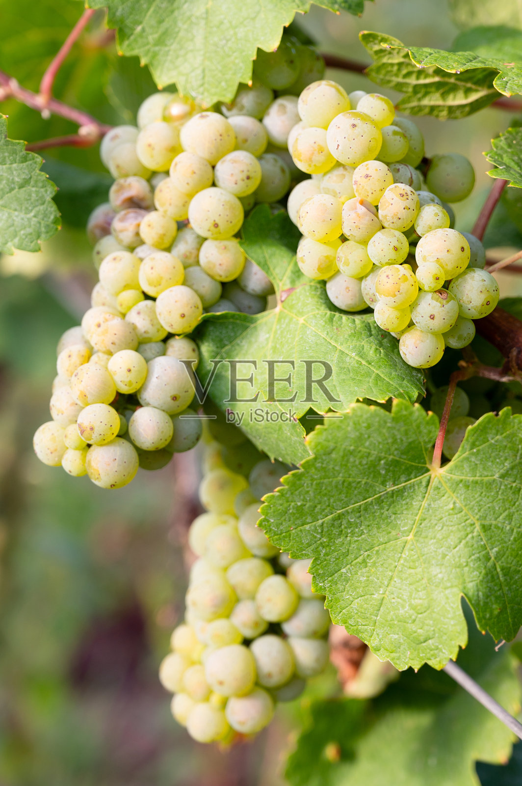 绿色成熟的雷司令葡萄在葡萄藤上生长，德国摩泽尔谷特里尔的葡萄园，摩泽尔河的风景与农业。照片摄影图片