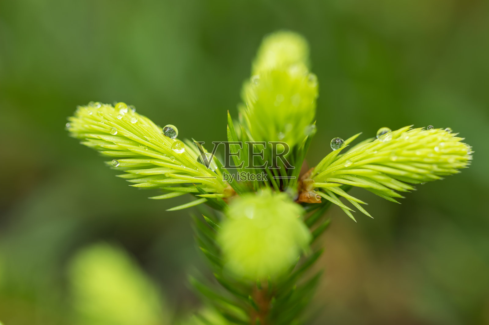 云杉树枝上的嫩绿针叶。嫩绿的云杉树枝与鲜亮的针叶。照片摄影图片