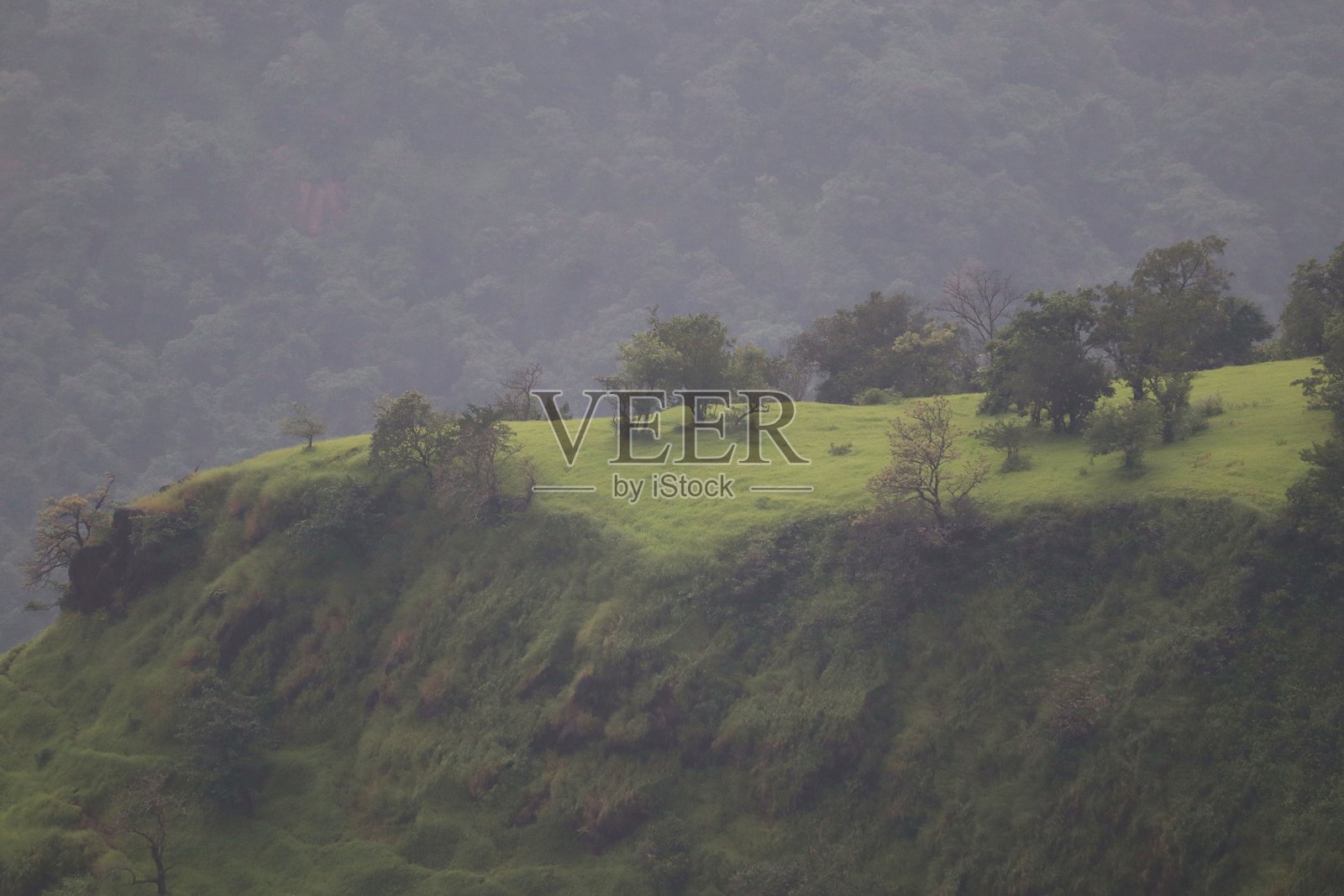 一个缓缓倾斜的绿色高原，边缘是悬崖，稀疏的树木散布在马哈拉施特拉州马瑟兰的雾蒙蒙的季风天空下。照片摄影图片