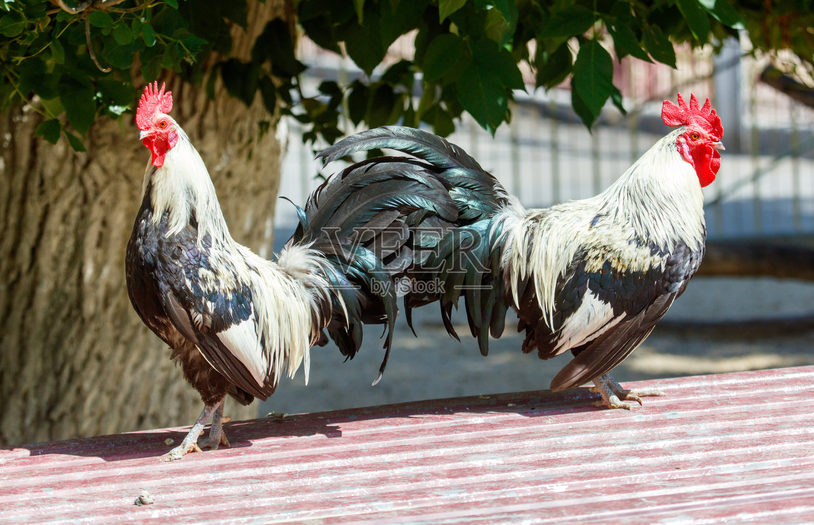 两只公鸡站在红色屋顶上照片摄影图片