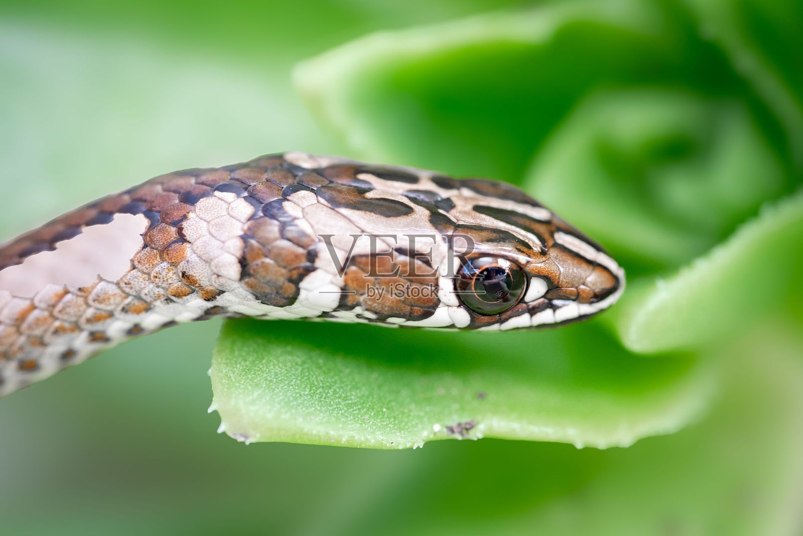 蛇在叶子上的特写照片摄影图片