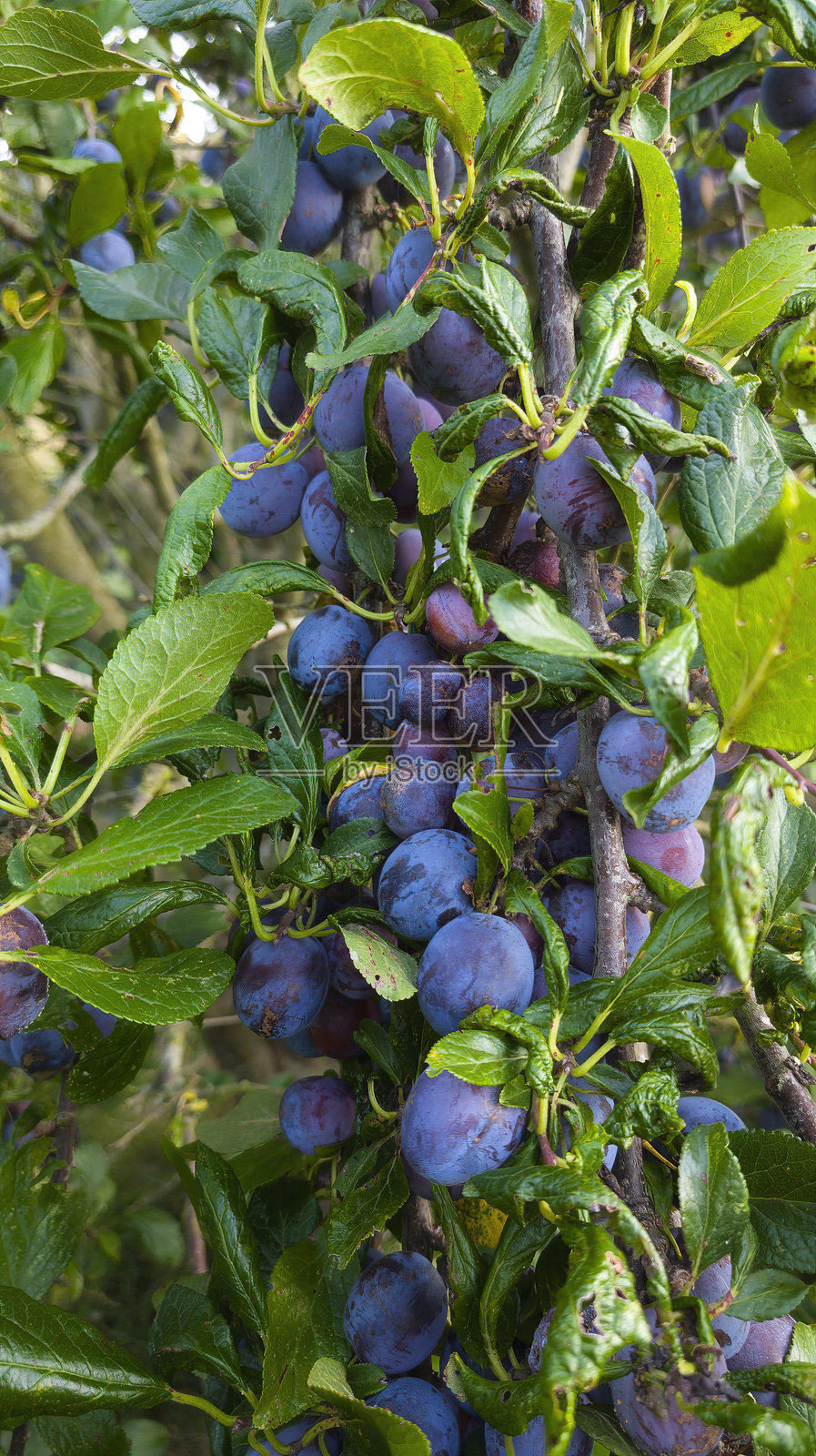 树上挂满成熟的蓝色李子，周围环绕着绿色的叶子照片摄影图片