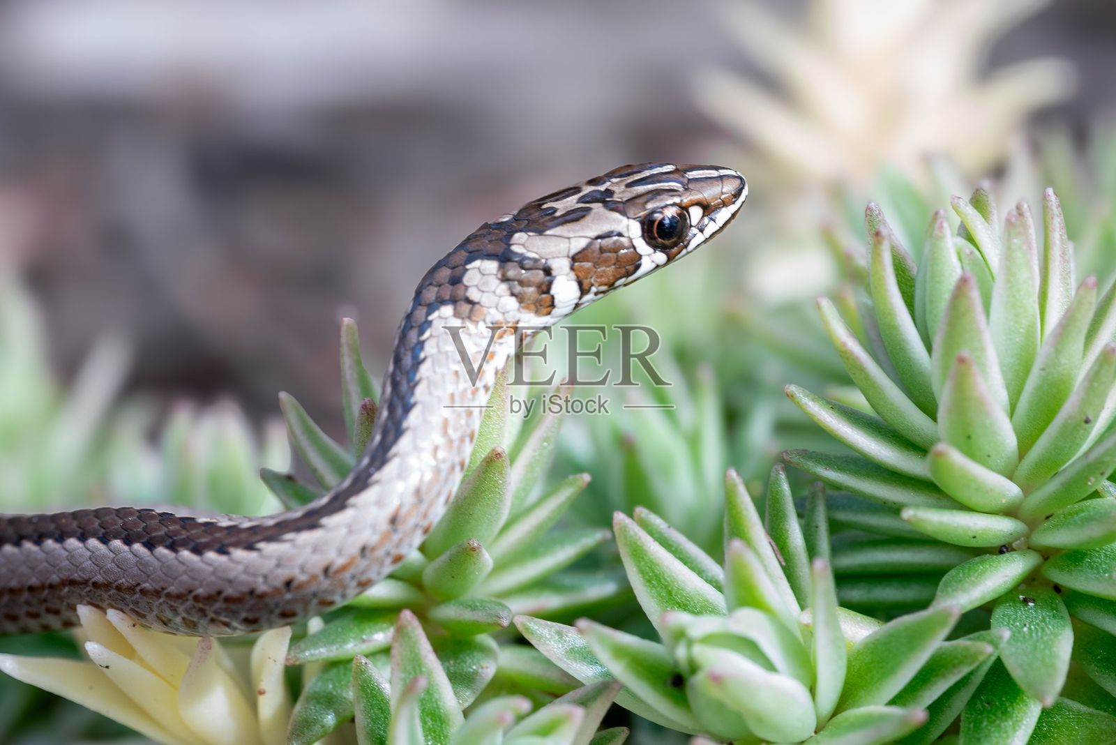 绿多肉植物中的蛇。照片摄影图片