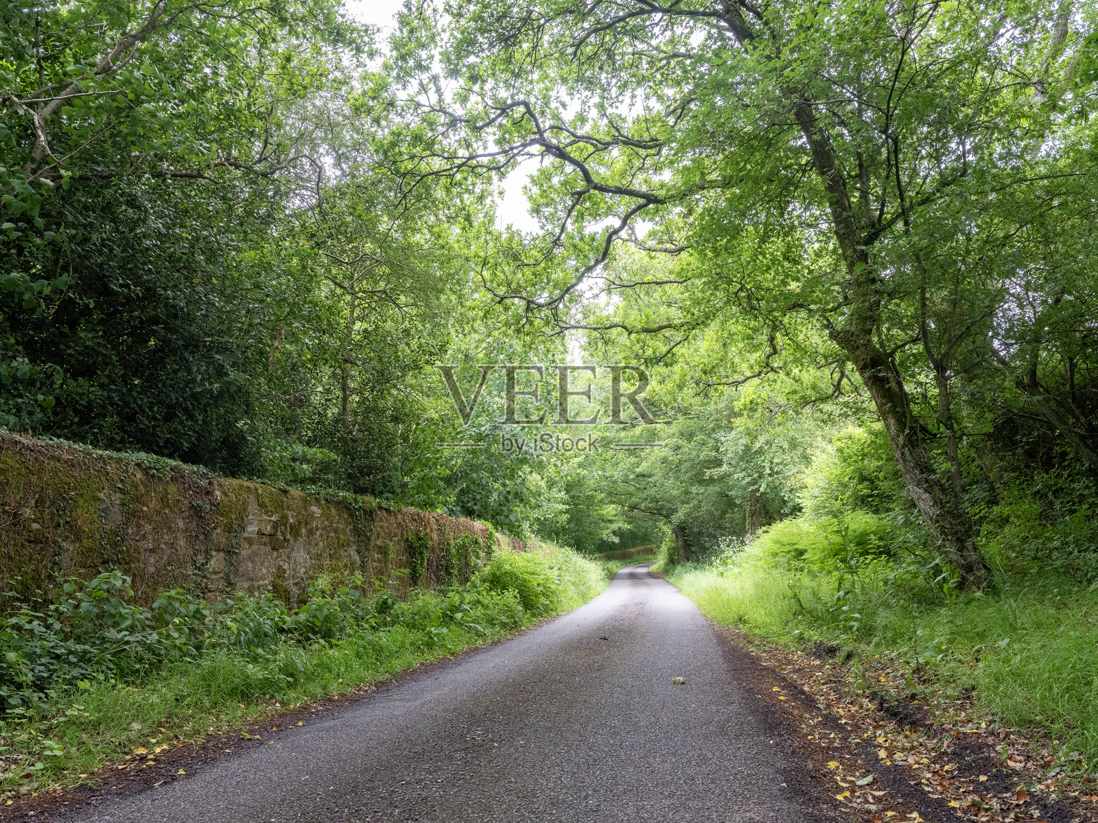 西萨塞克斯的狭窄乡村道路，旁边有石墙和绿树照片摄影图片