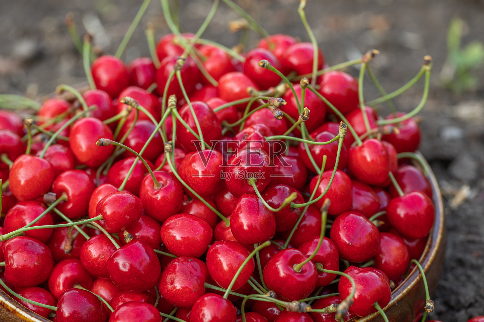 新鲜的樱桃从树上摘下。芳香的酸樱桃，春天最受欢迎的水果。照片摄影图片