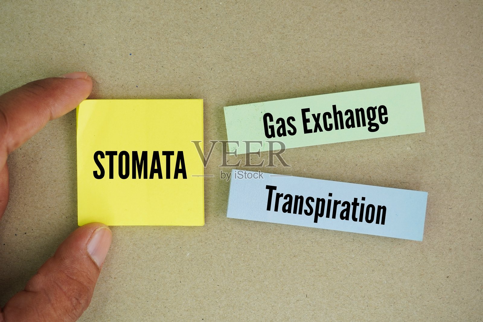 植物气孔的两个主要功能是气体交换和蒸腾。气孔允许二氧化碳进入叶子进行光合作用，同时让氧气排出。照片摄影图片