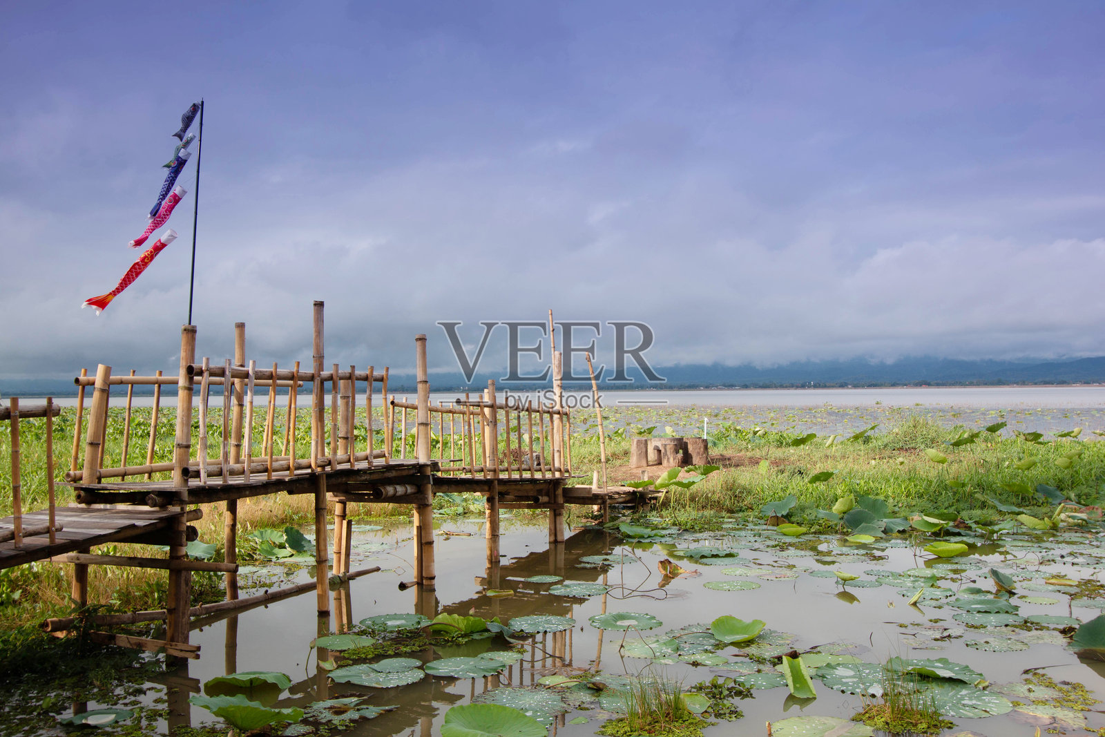 大型水库与竹桥以及大型莲花池的景观照片摄影图片