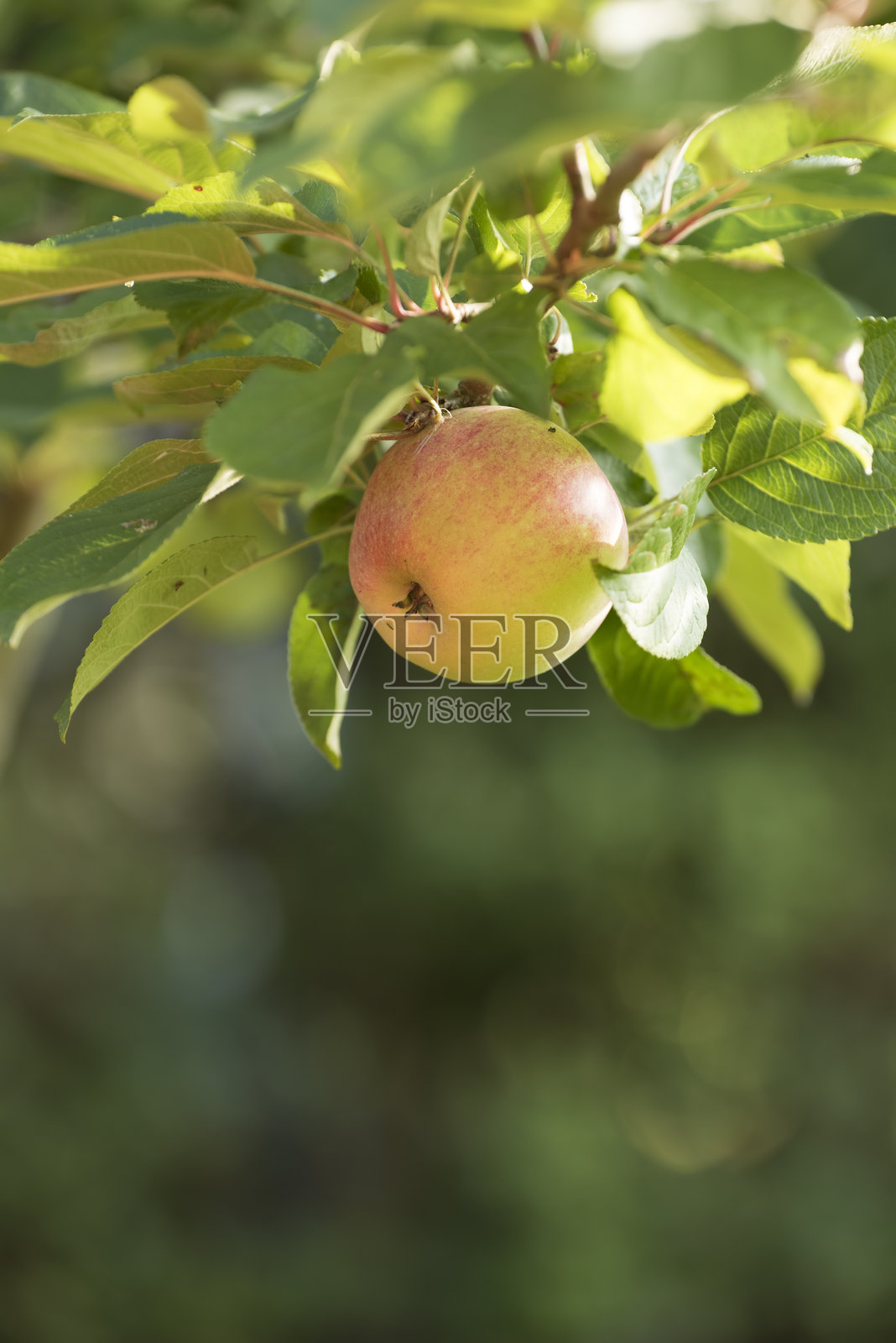 食品照片摄影图片