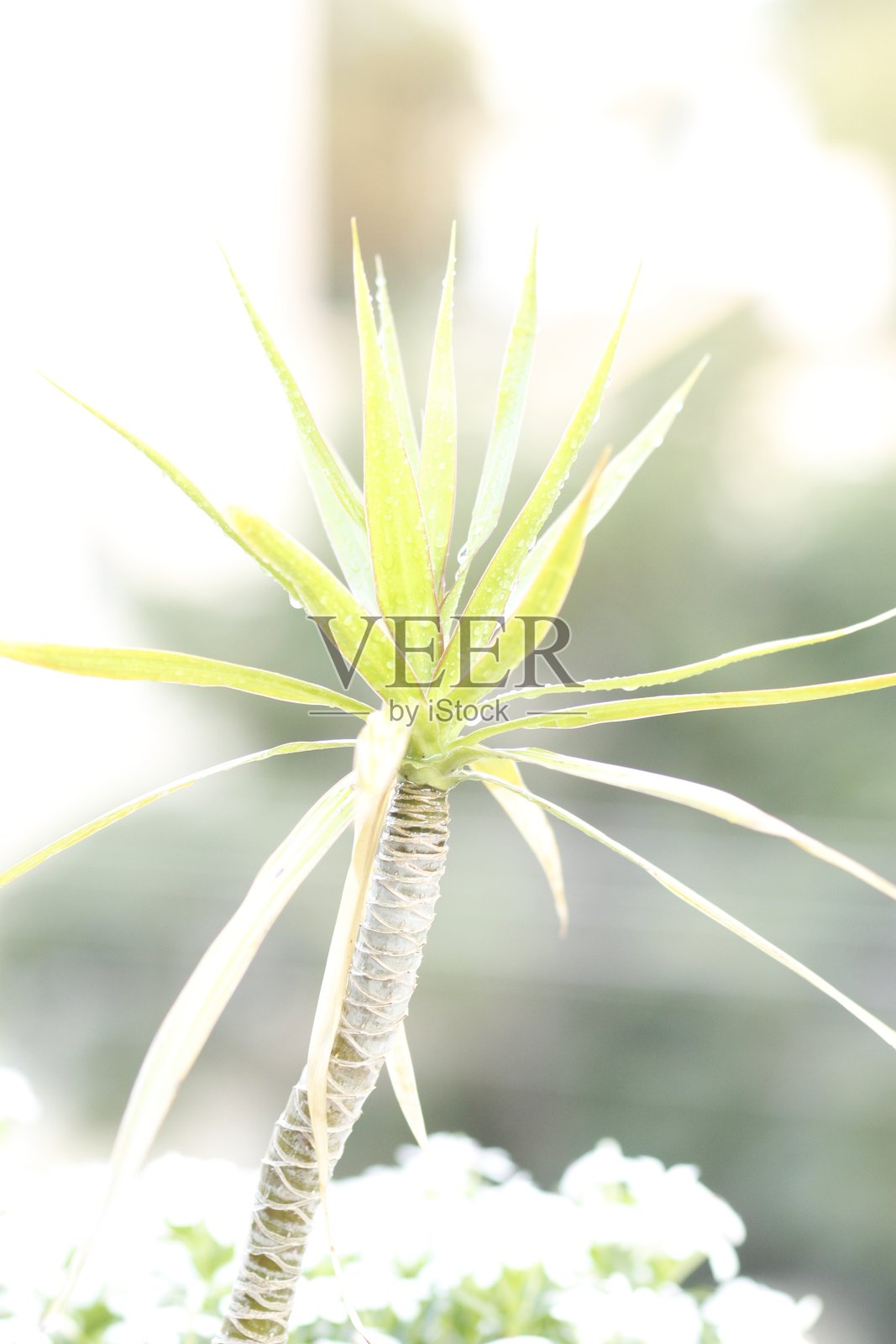 清晨水滴上的美丽绿叶照片摄影图片