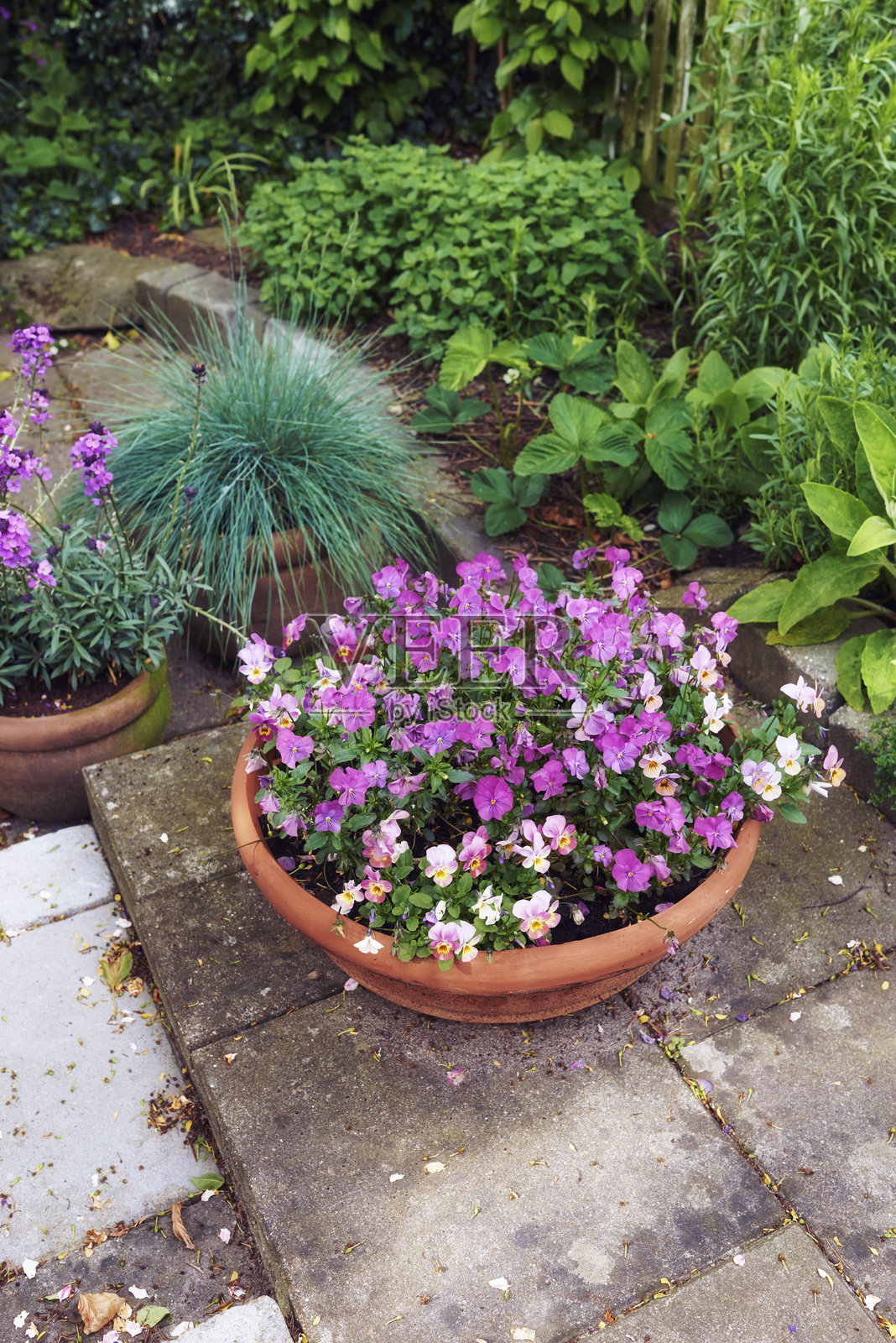 花园中的装饰性花卉布置，展示了种植在陶土花盆中的堇菜。照片摄影图片