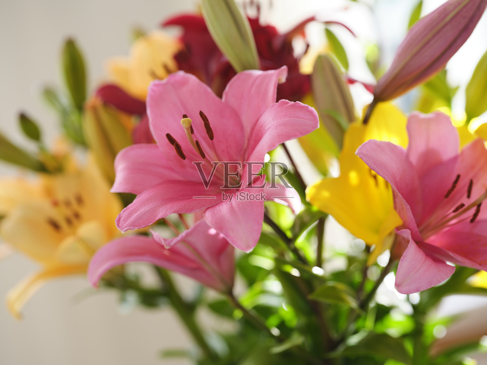 色彩斑斓的百合花束在明亮的自然阳光下绽放照片摄影图片