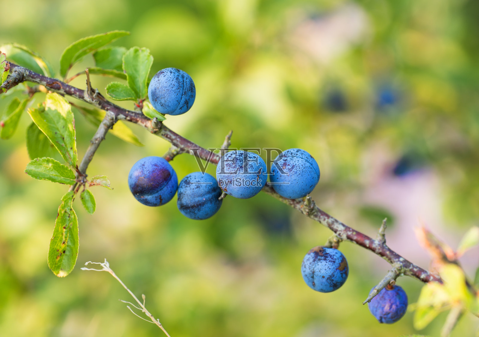 自然环境中树枝上的蓝莓特写照片摄影图片
