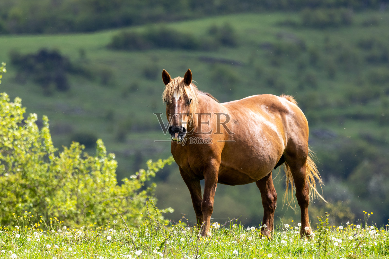 草地上的马照片摄影图片