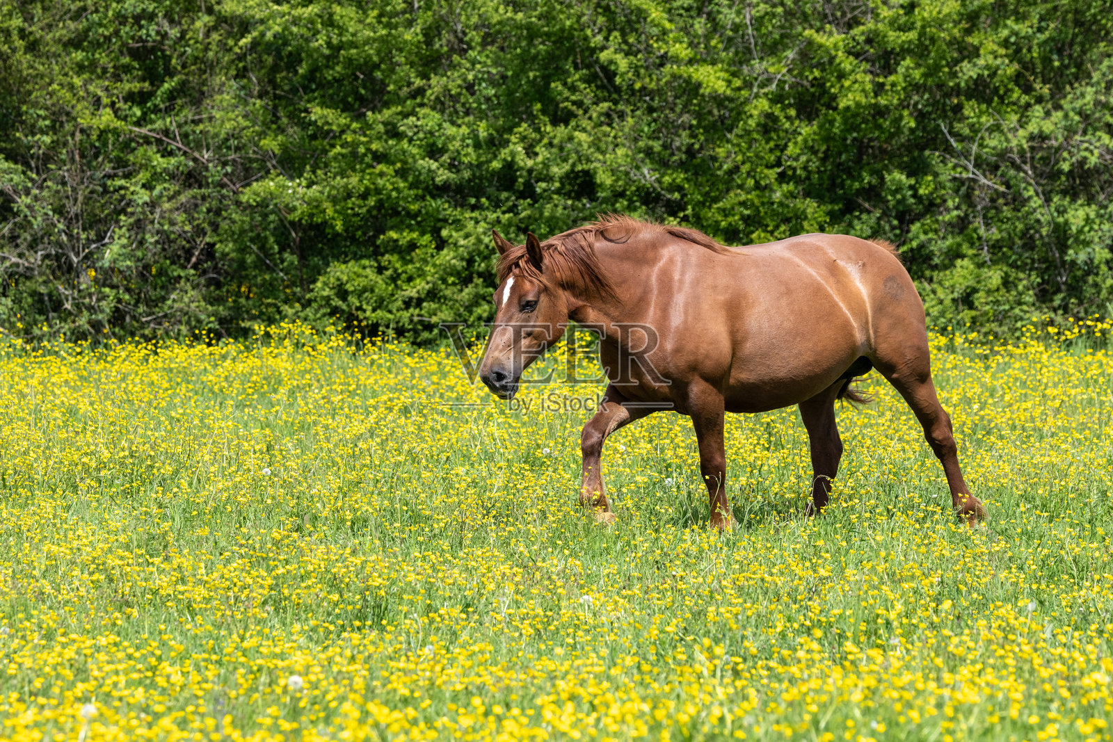 草地上的马照片摄影图片