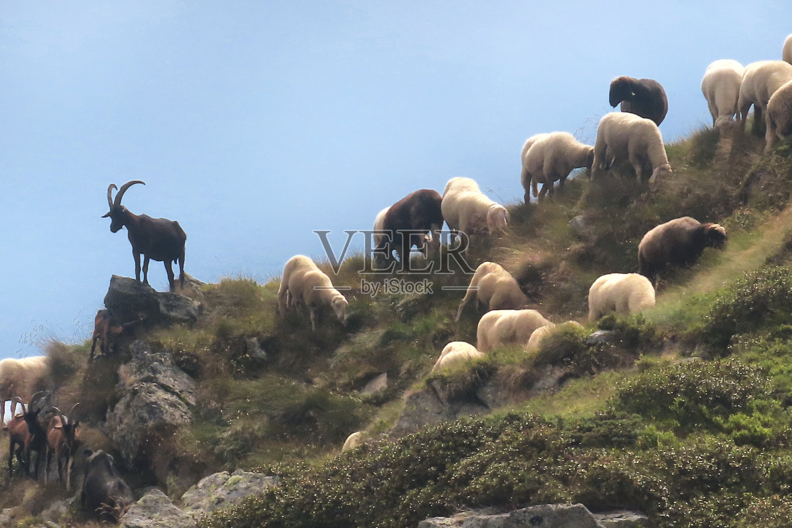 山羊照片摄影图片