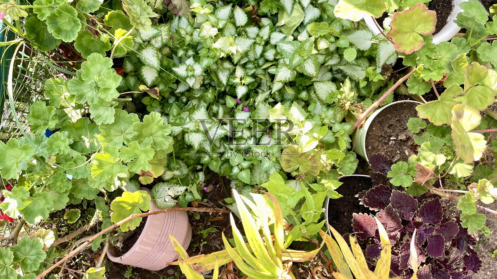 俯瞰一片郁郁葱葱的花园，种植着各种植物和绿意盎然的景观。照片摄影图片