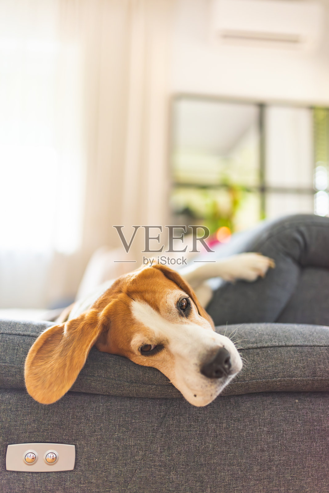 一只可爱的狗狗在温馨舒适的客厅沙发上悠闲地放松。照片摄影图片