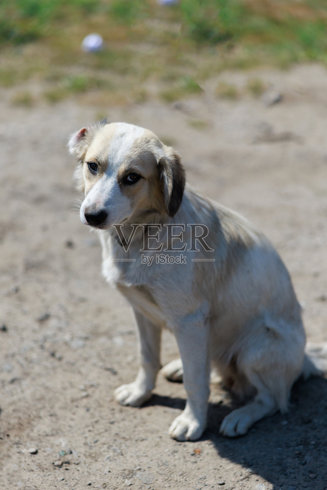 悲伤的流浪狗坐在泥土上照片摄影图片