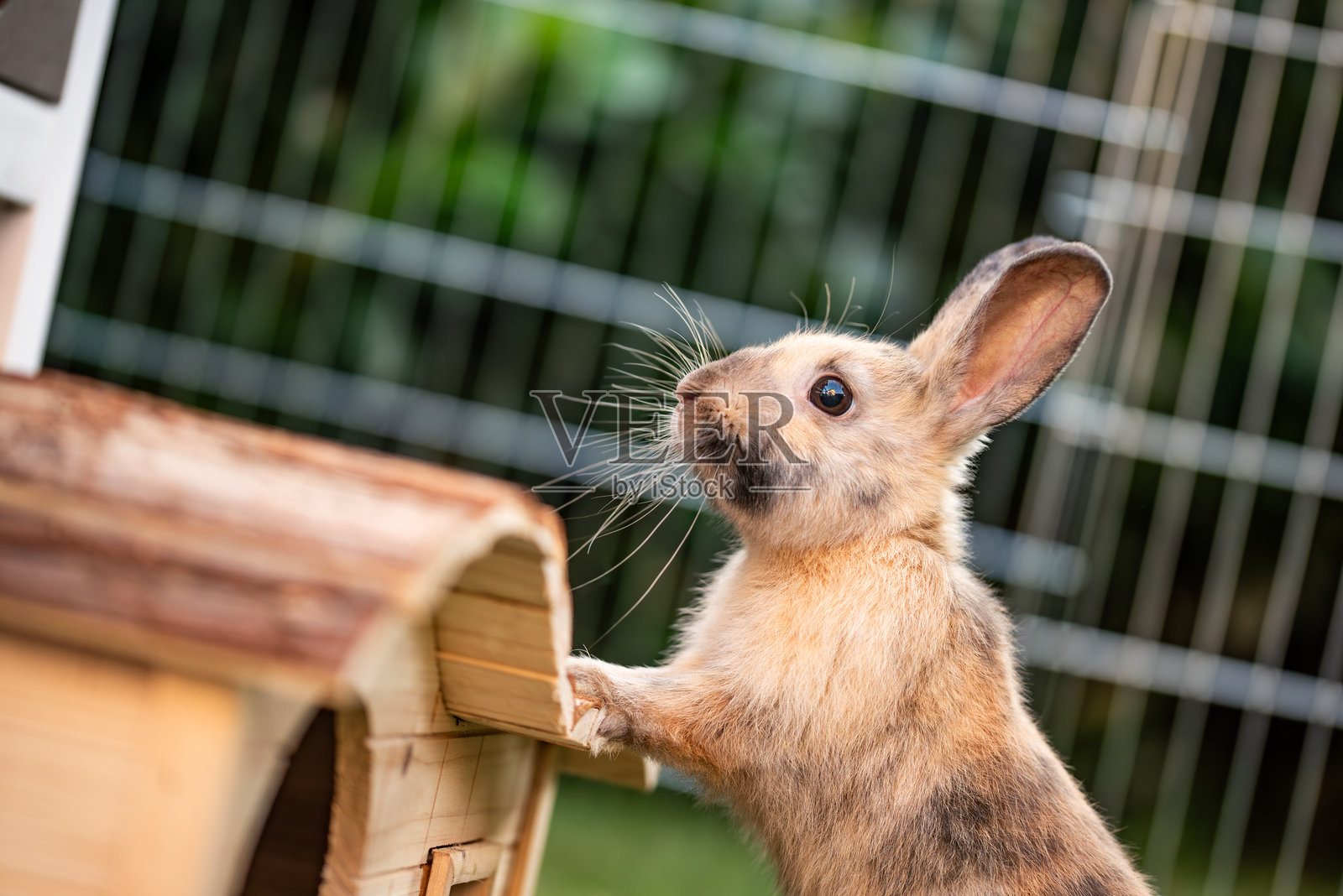 一只好奇的兔子在自然栖息地中进行探索和发现照片摄影图片