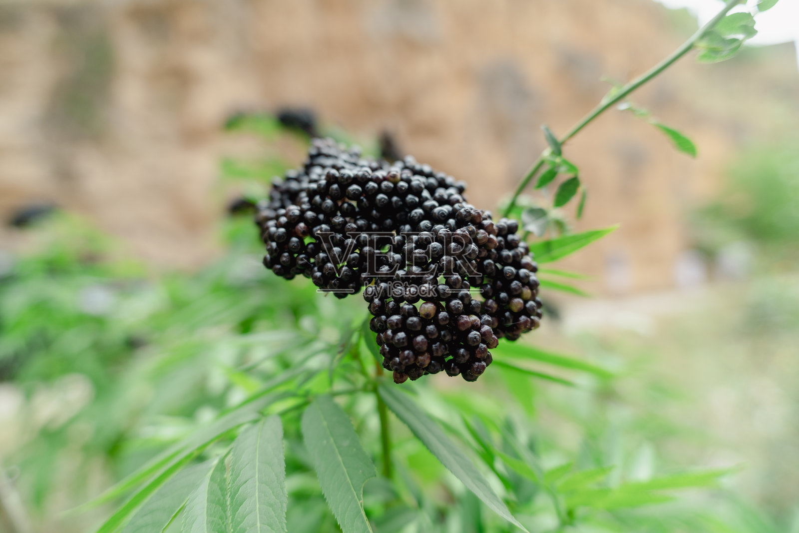 成熟的接骨木浆果在自然中生长在树枝上照片摄影图片