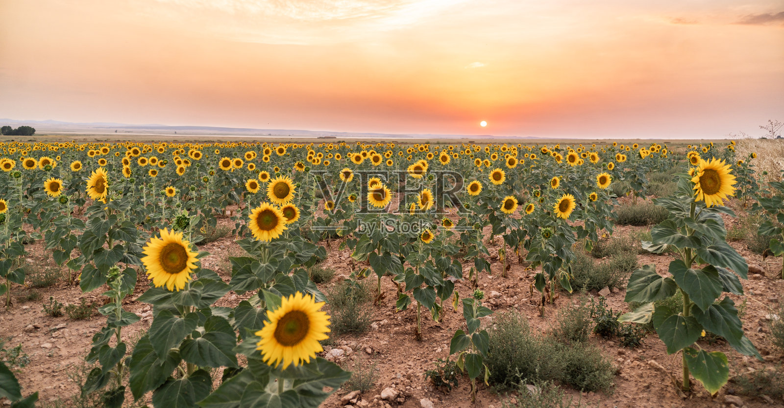 日落时分的向日葵田，形成了令人惊叹的风景照片摄影图片