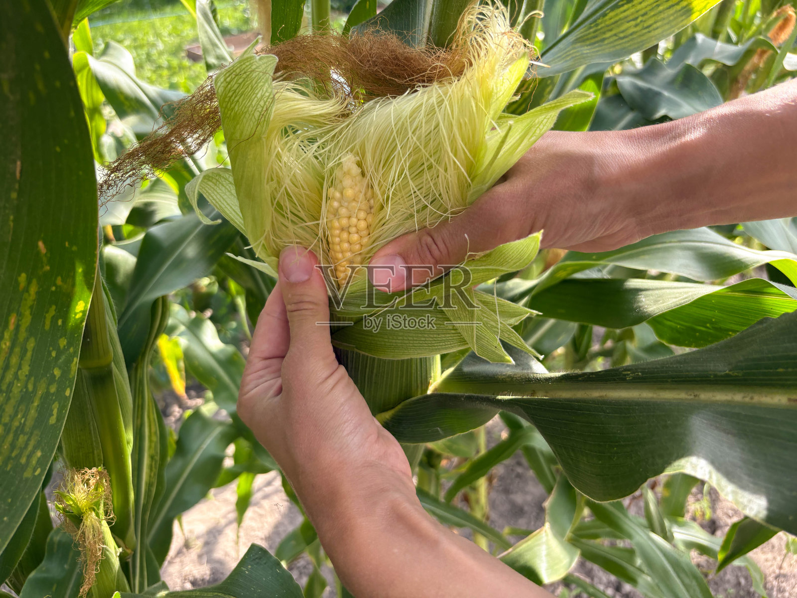 一位女性农民在玉米田的背景下用手检查玉米棒。玉米收获。照片摄影图片