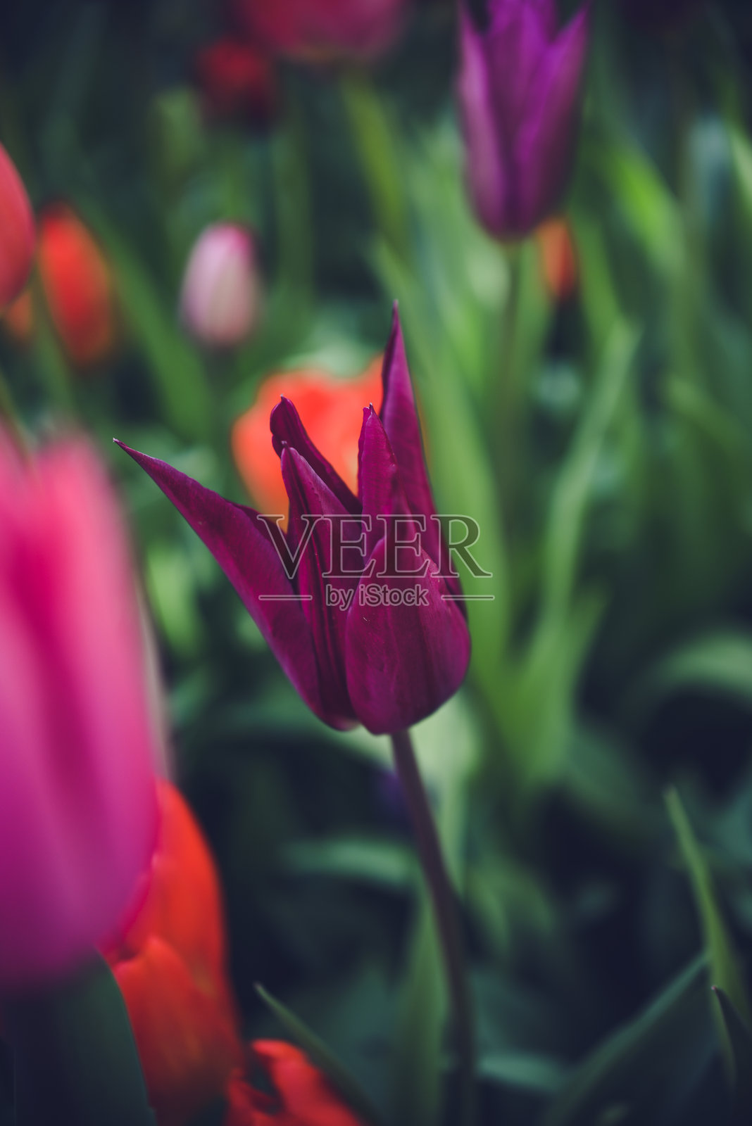 春日明媚的花园中五彩缤纷的郁金香花朵照片摄影图片