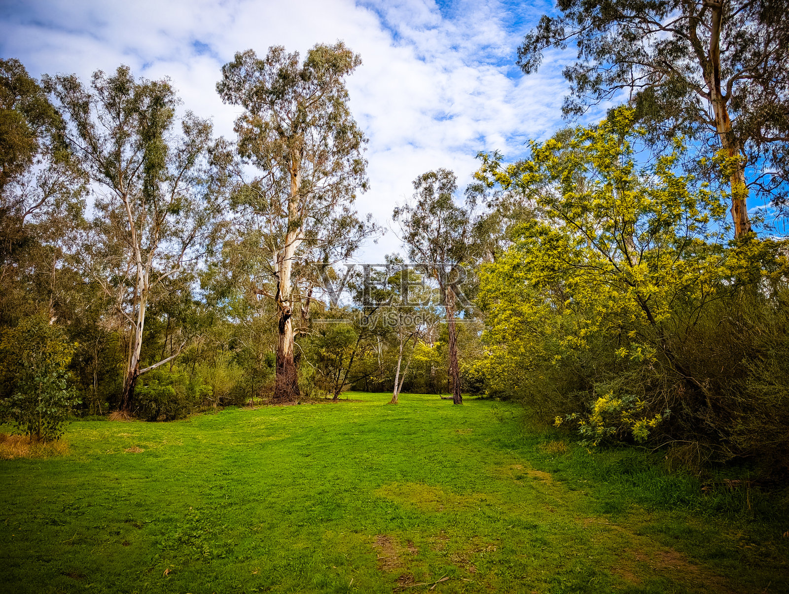 墨尔本的金合欢照片摄影图片