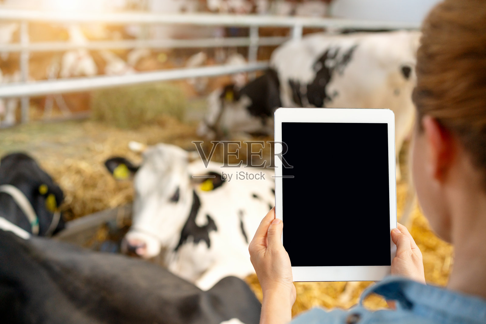 女性农民在背景中与荷斯坦奶牛一起使用数字平板电脑照片摄影图片