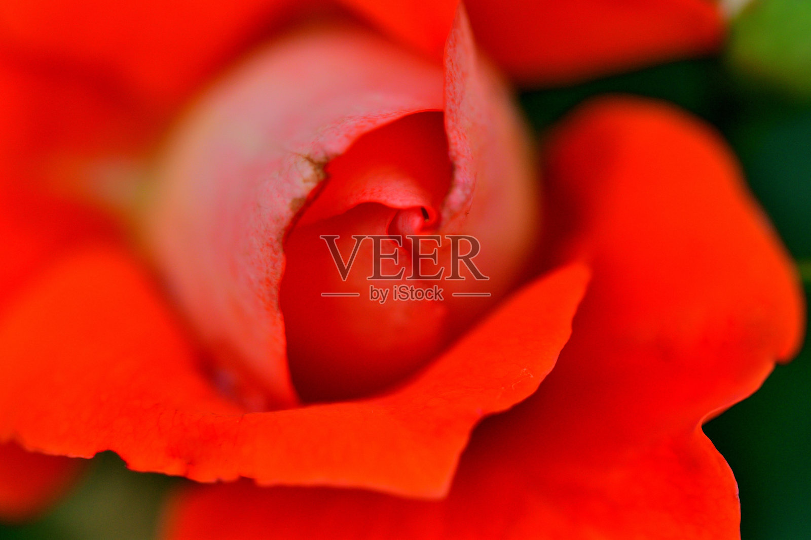 玫瑰花：爱的象征、美丽与芬芳照片摄影图片