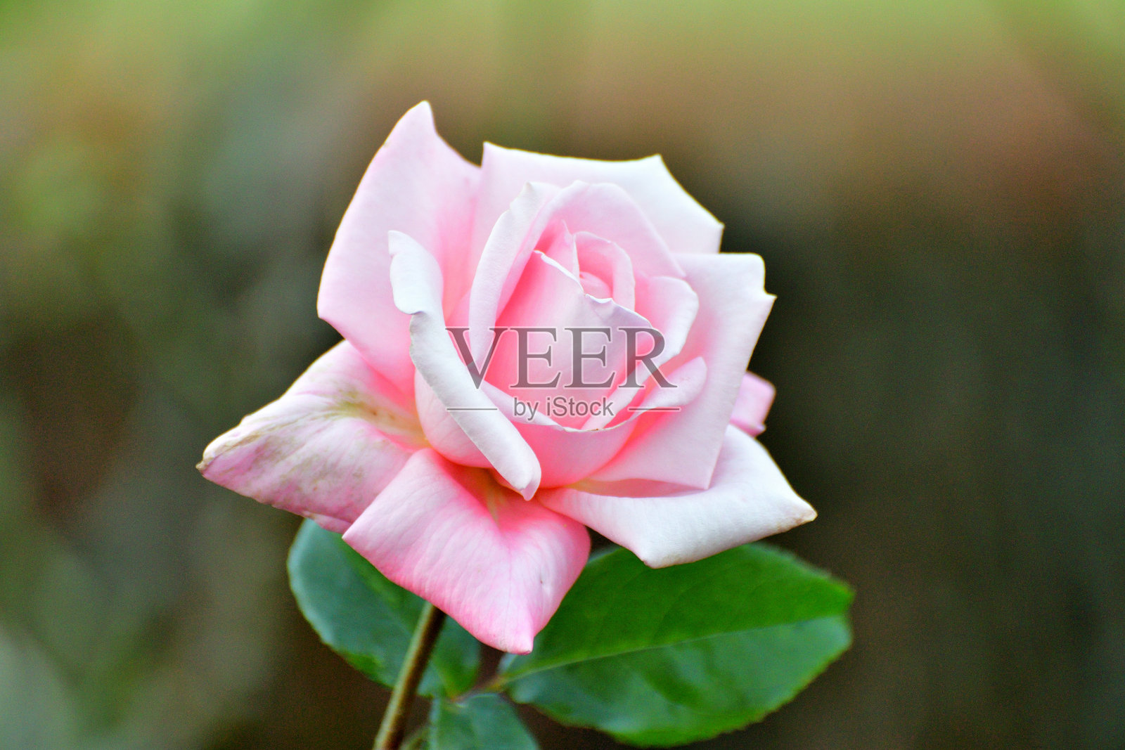 玫瑰花：爱的象征、美丽与芬芳照片摄影图片