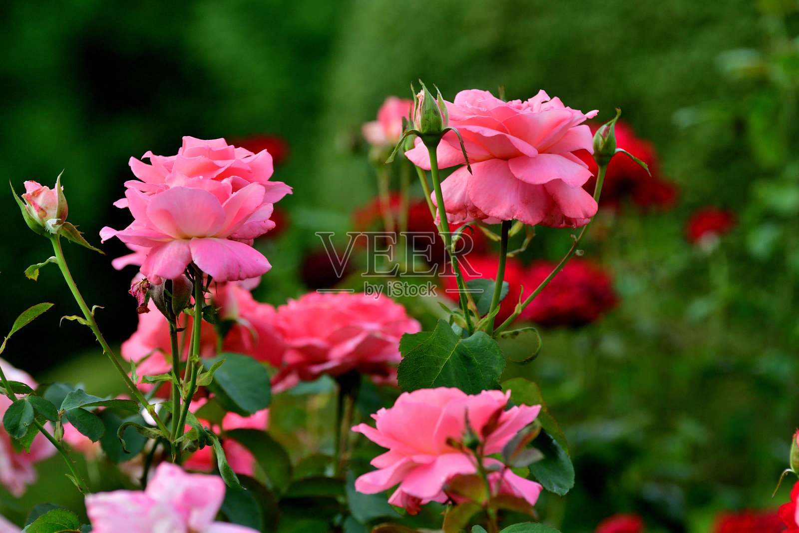 玫瑰花：爱的象征、美丽与芬芳照片摄影图片