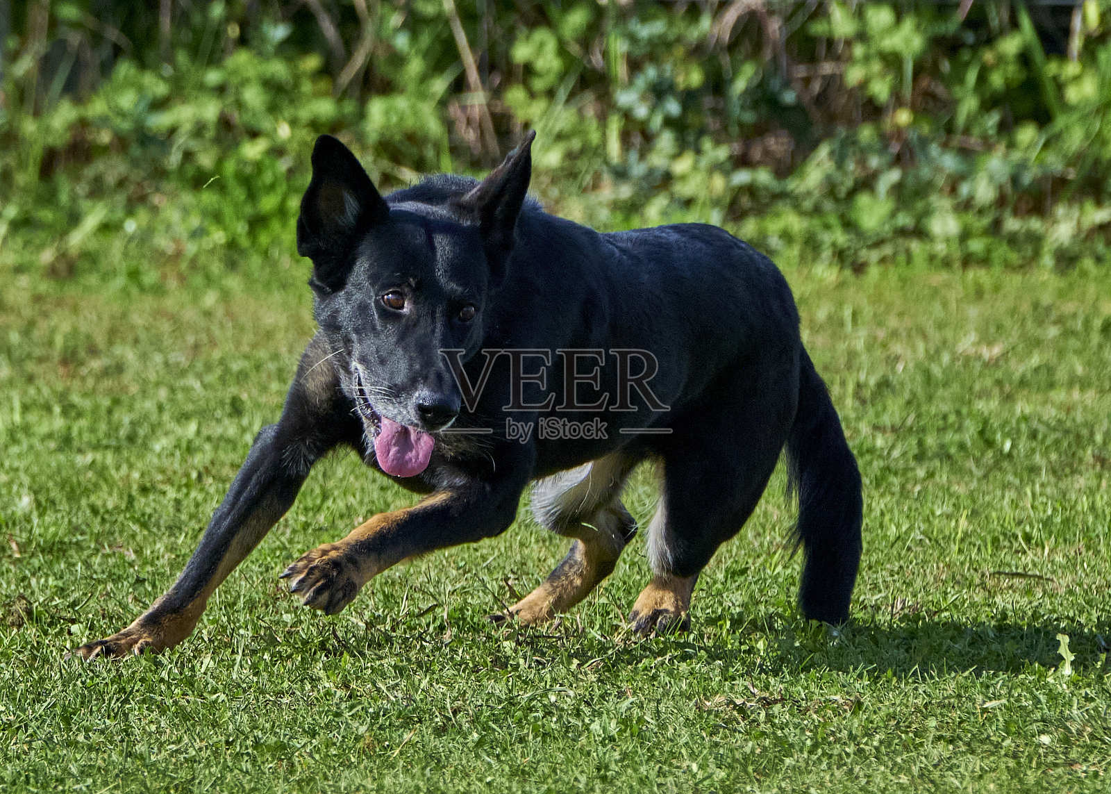 德国牧羊犬在行动。犬类敏捷比赛。犬类运动。比赛。体育场。狗克服障碍。照片摄影图片