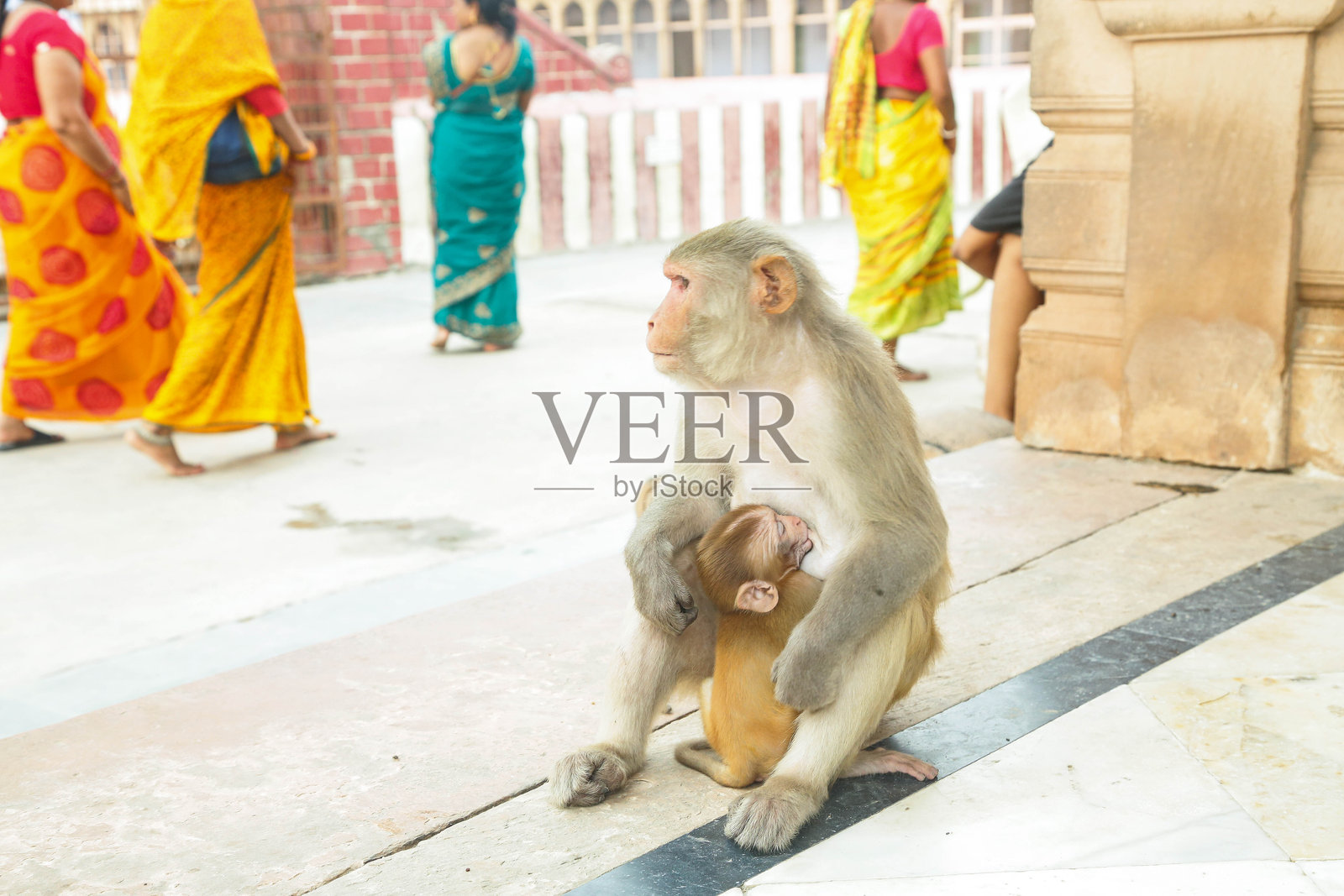 寺庙里的猴子照片摄影图片