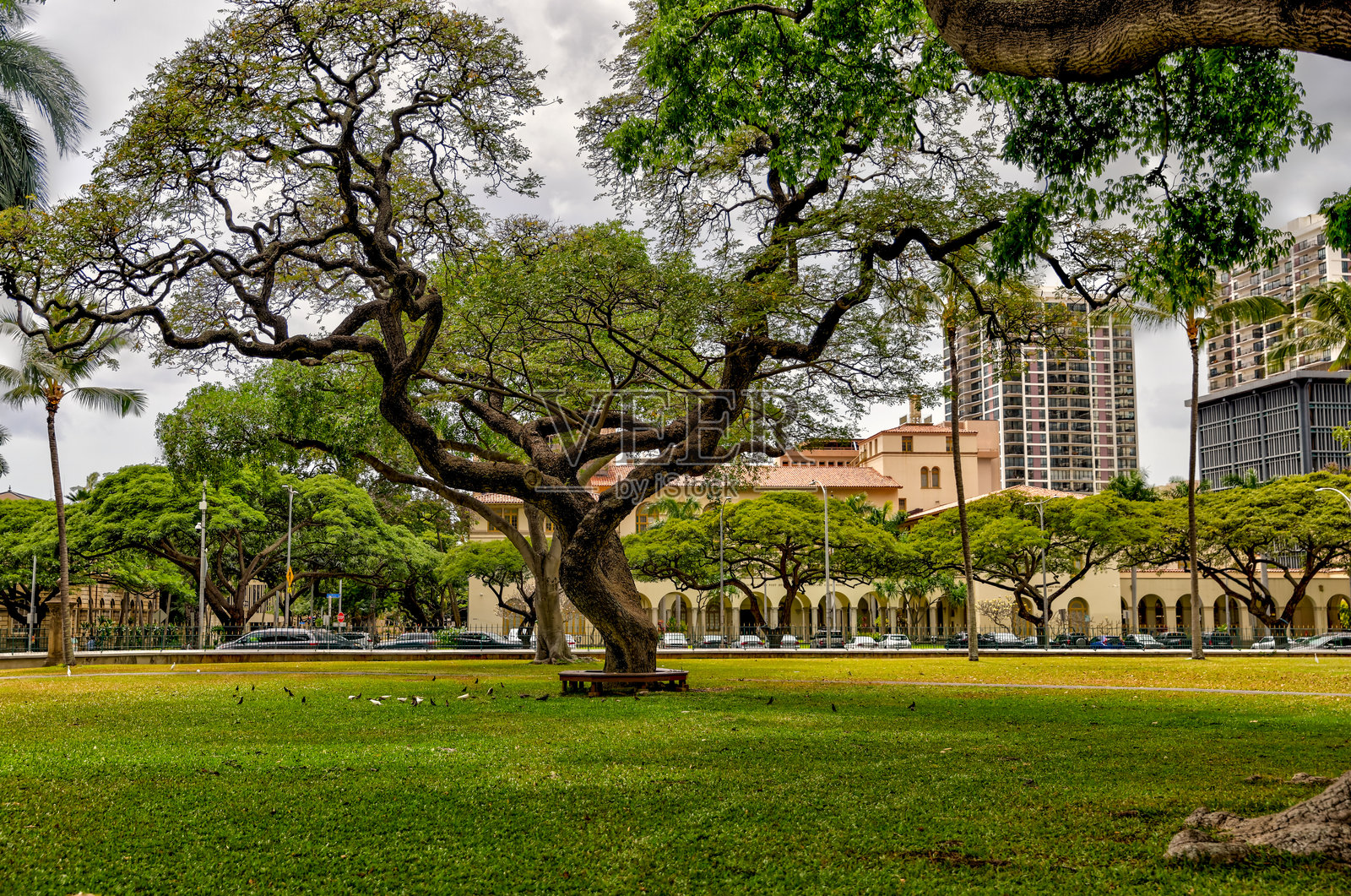 檀香山的榕树照片摄影图片