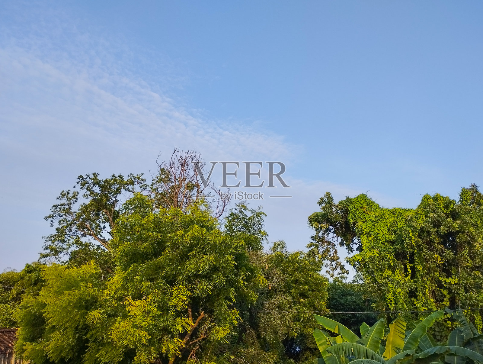 郁郁葱葱的热带绿植在晴朗的蓝天下照片摄影图片