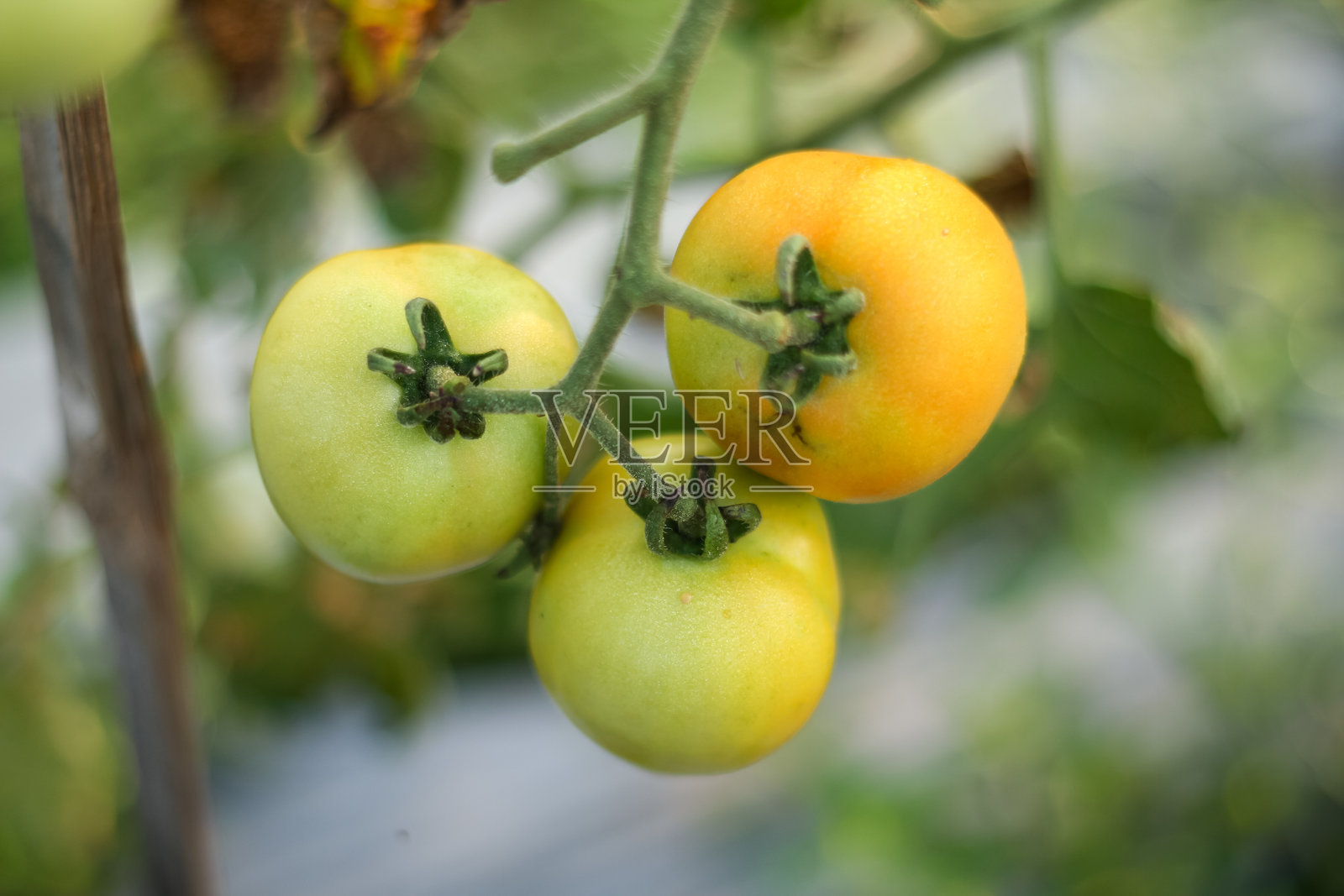 树上的番茄照片摄影图片