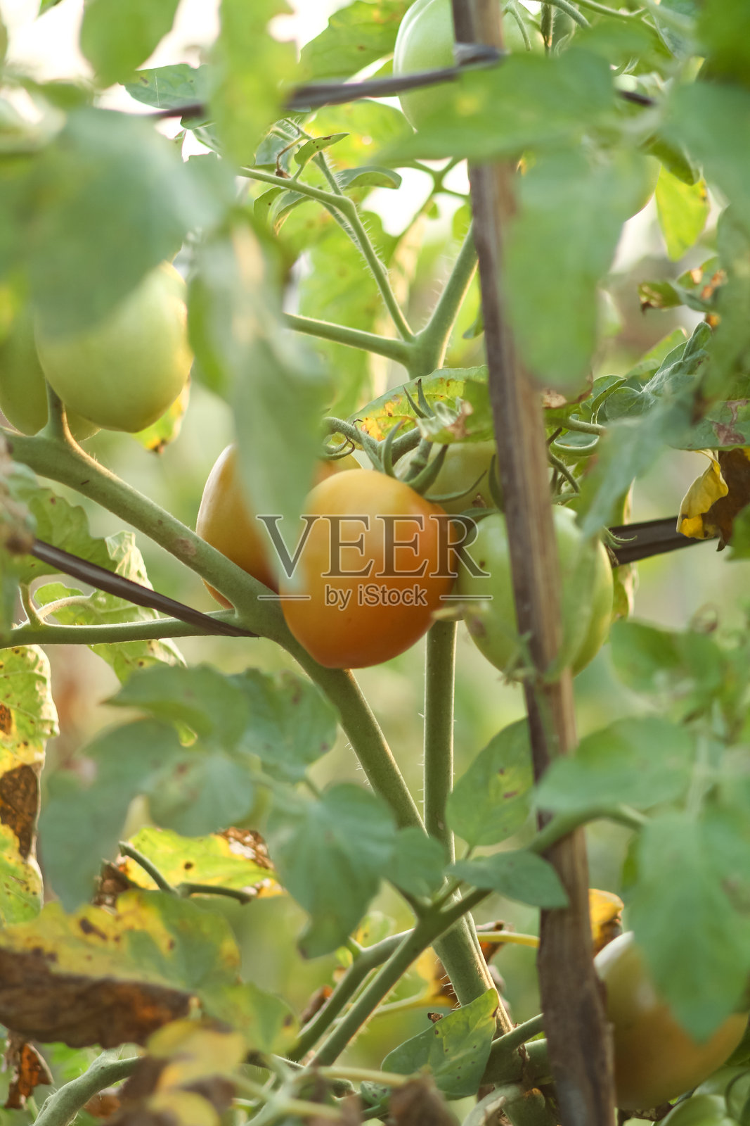 树上的番茄照片摄影图片