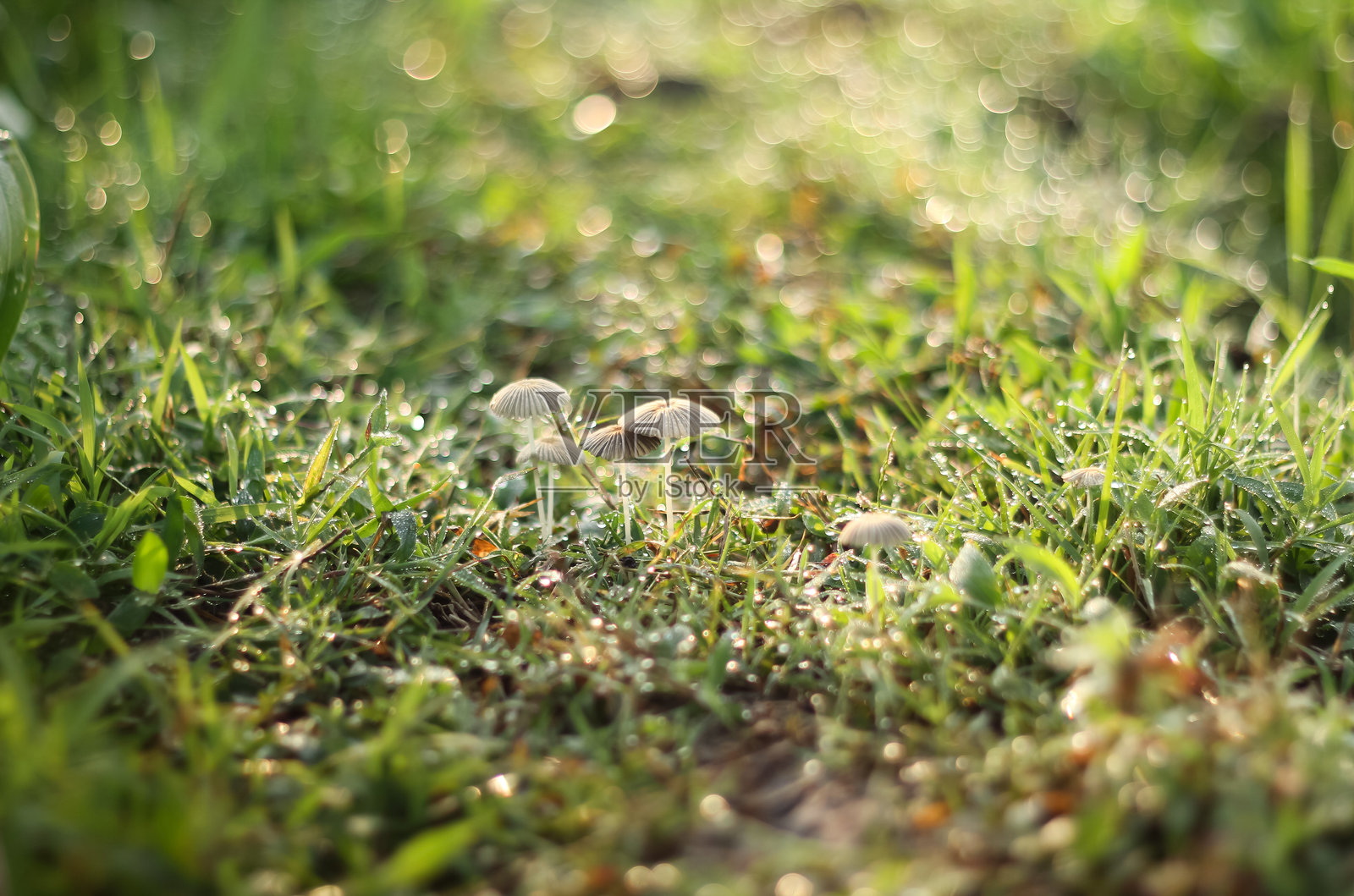 折叠伞菌照片摄影图片
