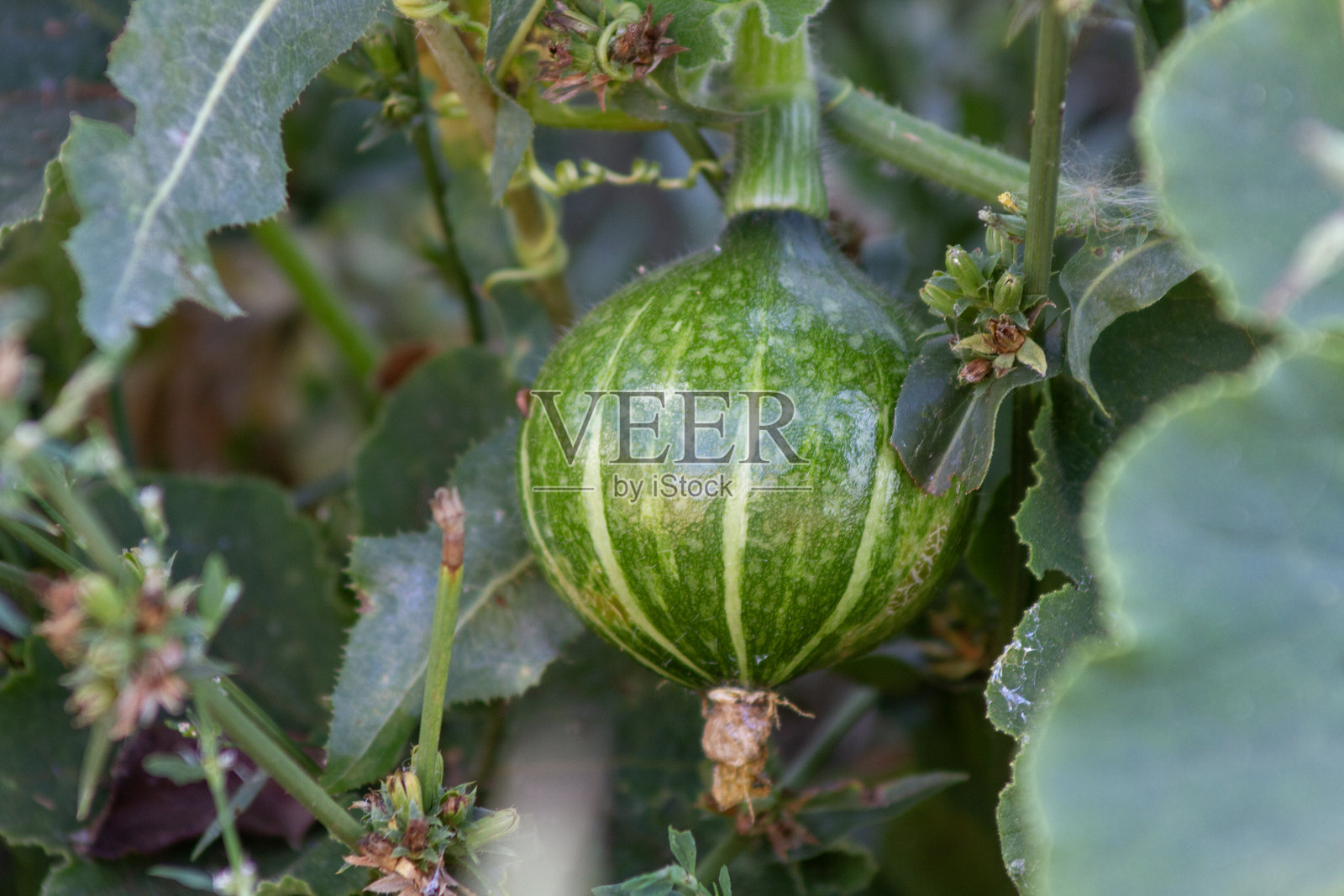 一只小绿南瓜在草丛中生长。照片摄影图片