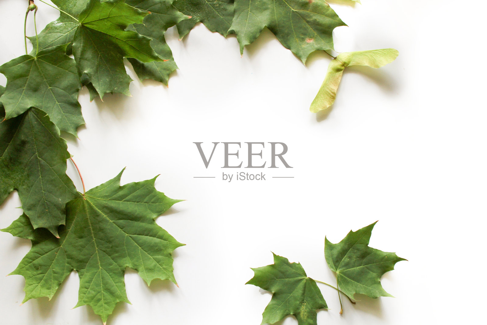 白色背景上的绿色枫叶照片摄影图片